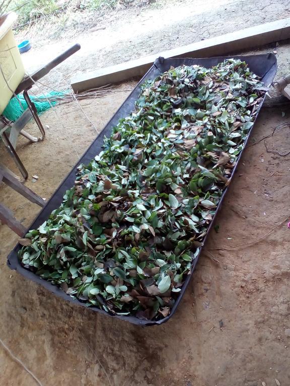 Xingu Camping Site 莱蒂西亚 外观 照片