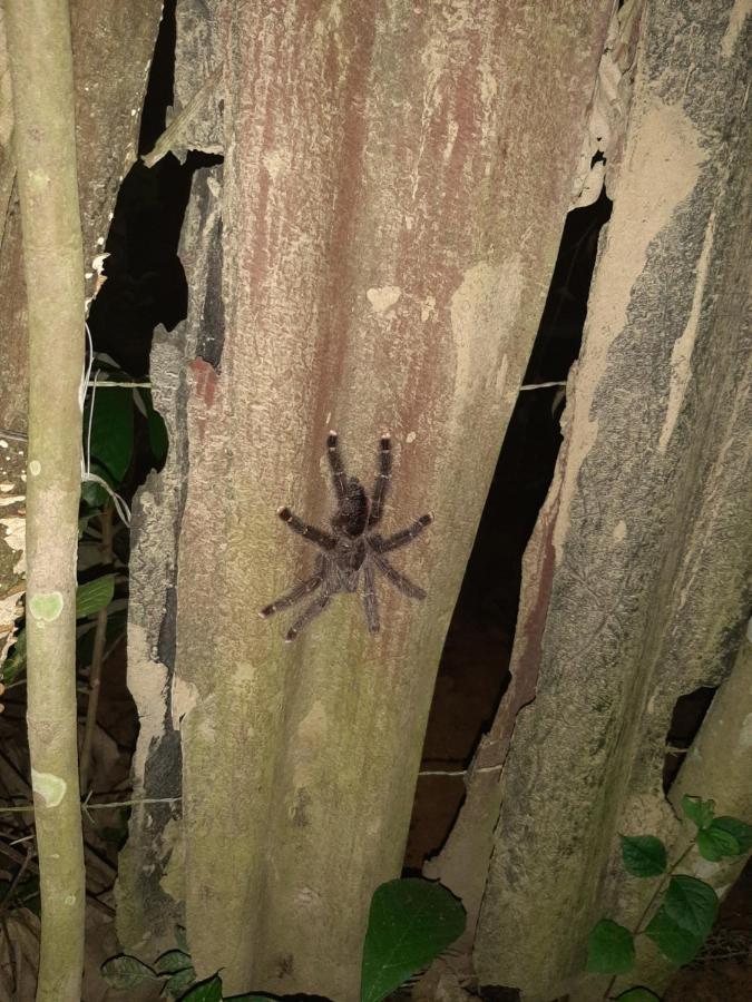 Xingu Camping Site 莱蒂西亚 外观 照片